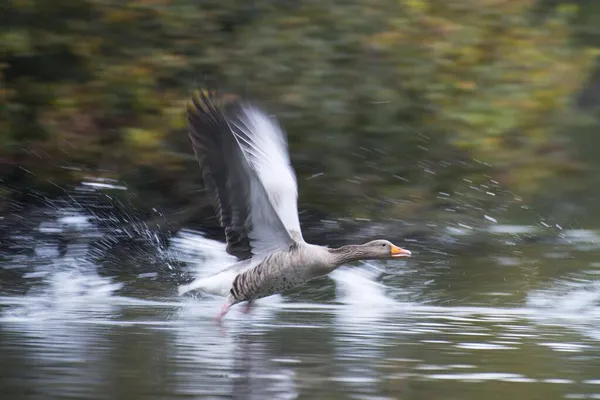 Greylag Goose Anser Anser Нижняя Саксония Германия Европа — стоковое фото