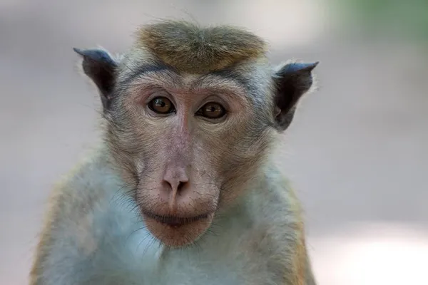 Toque Macaque Macaca Sinica Porträtt Sri Lanka Asien — Stockfoto