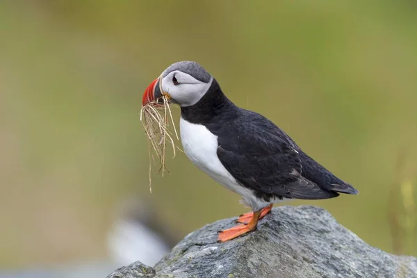 Puffin Fratercula Arctica Zit Met Nestmateriaal Rots Runde Bird Island — Stockfoto