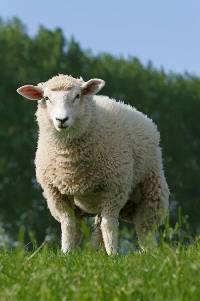 Moutons Domestiques Ovis Ammon Bélier Agneau Sur Digue Marais Wedel — Photo