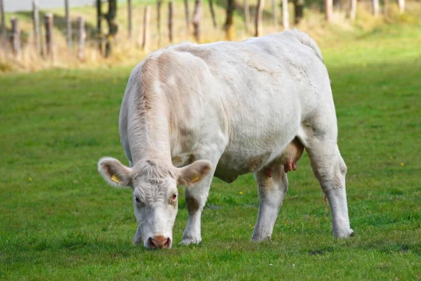Vaca Charolais Bos Primigenius Taurus Pastando Pasto Schleswig Holstein Alemania —  Fotos de Stock