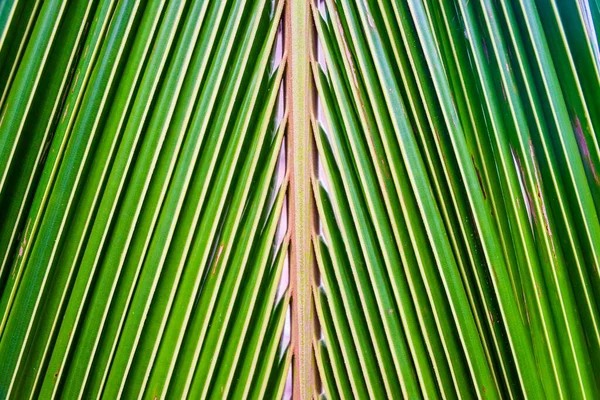 Palm Frond Details Long Beach Koh Rong Island Krong Preah — 스톡 사진