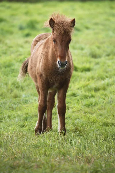 Foal Iceland Pony Equus Przewalskii Caballus Schleswig Holstein Germany Europe — 스톡 사진