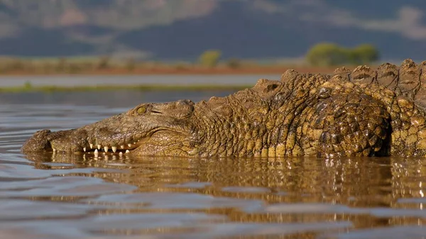 Crocodilo Nilo Crocodylus Niloticus Descansando Água Zimanga Game Reserve Kwazulu — Fotografia de Stock