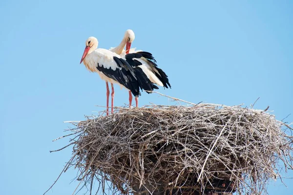 White Storks Ciconia Ciconia Ζεύγος Στη Φωλιά Silves District Faro — Φωτογραφία Αρχείου