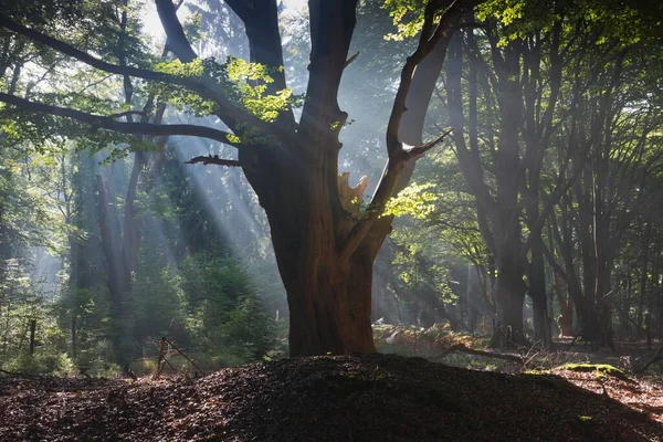 Rayos Sol Brillando Través Troncos Árboles Bosque Emsland Baja Sajonia —  Fotos de Stock