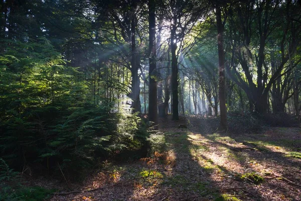 Raios Sol Brilhando Através Troncos Árvores Floresta Emsland Baixa Saxônia — Fotografia de Stock