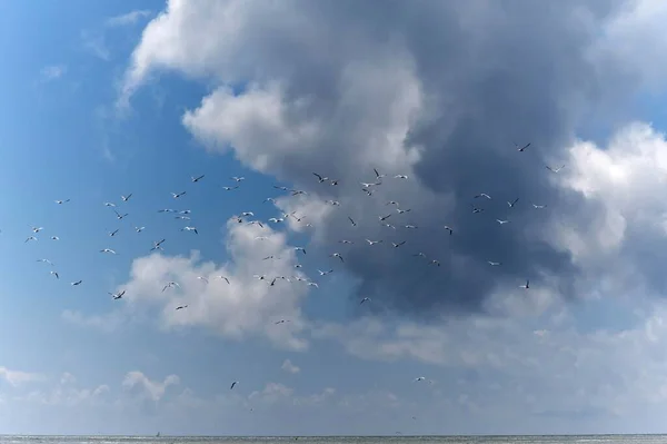 Mouettes Volantes Devant Nuage Sombre Côte Atlantique Tranche Sur Mer — Photo