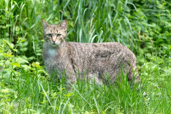 Dziki Kot Felis Silvestris Trawa Niemcy Europa — Zdjęcie stockowe