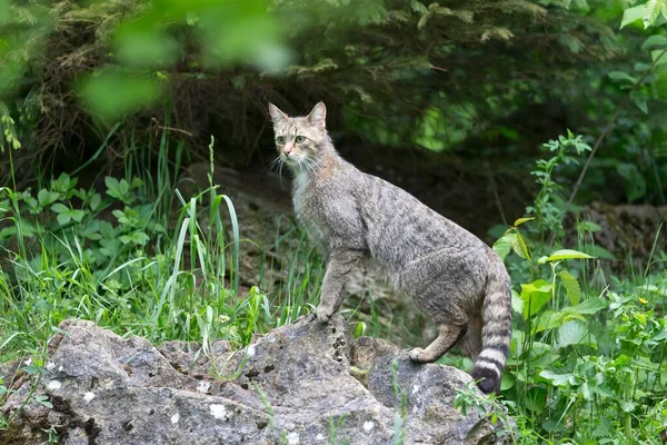 Dziki Kot Felis Silvestris Alarm Skale Niemcy Europa — Zdjęcie stockowe