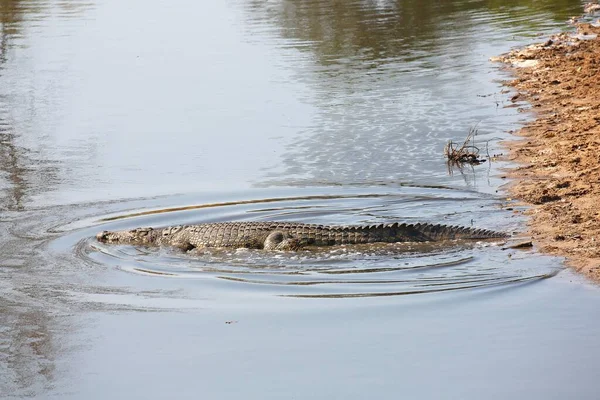 Krokodýl Nilský Crocodylus Niloticus Řece Grumeti Národní Park Serengeti Tanzanie — Stock fotografie