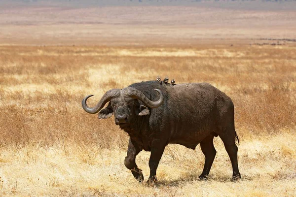 Cape Buffalo African Buffalo Syncerus Caffer Bika Futó Száraz Ngorongoro — Stock Fotó