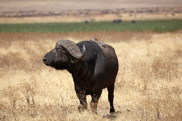 Bufalo Burnu Afrika Bizonu Syncerus Caffer Kuru Çimlerde Boğa Ngorongoro — Stok fotoğraf
