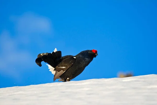 Grouse Preto Lyrurus Tetrix Neve Masculino Tirol Áustria Europa — Fotografia de Stock