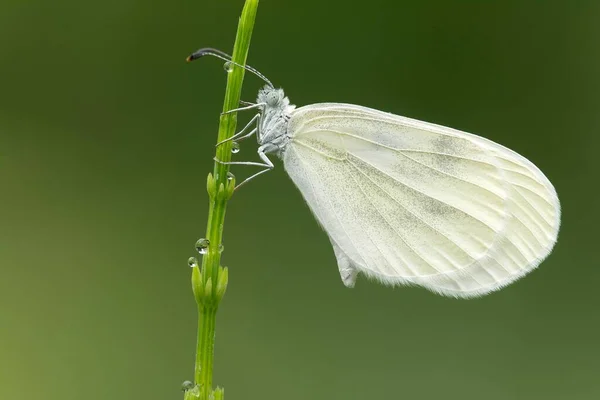 Kleine Weiße Pieris Rapae Stiel Schmetterling Tirol Österreich Europa — Stockfoto