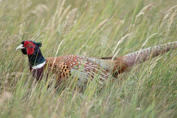 Lovecký Bažant Phasianus Colchicus Vysoké Trávě Emsland Dolní Sasko Německo — Stock fotografie