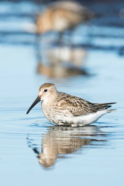 Dunlin Calidris Alpina Yansıma Dar Mecklenburg Batı Pomerania Almanya Avrupa — Stok fotoğraf