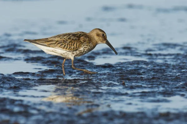 Dunlin Calidris Alpina Dar Meclemburgo Pomerania Occidentale Germania Europa — Foto Stock