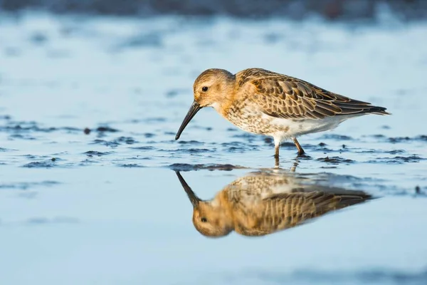 Dunlin Calidris Alpina Riflessione Dar Meclemburgo Pomerania Occidentale Germania Europa — Foto Stock