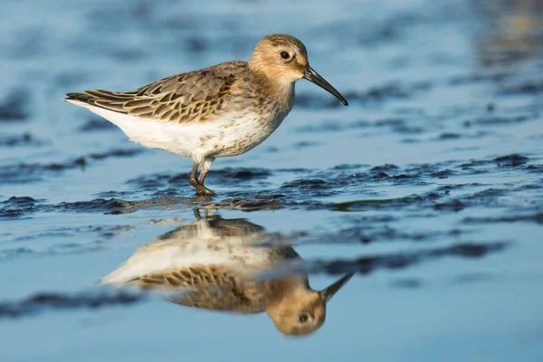 Dunlin Calidris Alpina Reflectie Dar Mecklenburg Vorpommern Duitsland Europa — Stockfoto