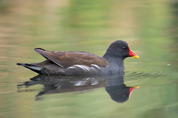 Galinha Pântano Gallinula Chloropus Água Renânia Norte Vestefália Alemanha Europa — Fotografia de Stock