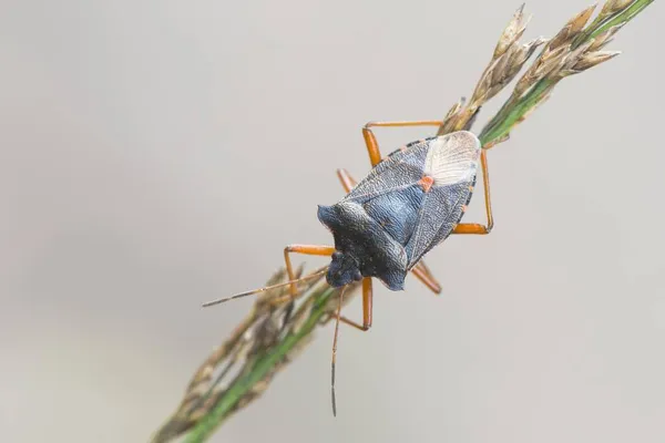 Error Forestal Pentatoma Rufipes Hierba Emsland Baja Sajonia Alemania Europa —  Fotos de Stock