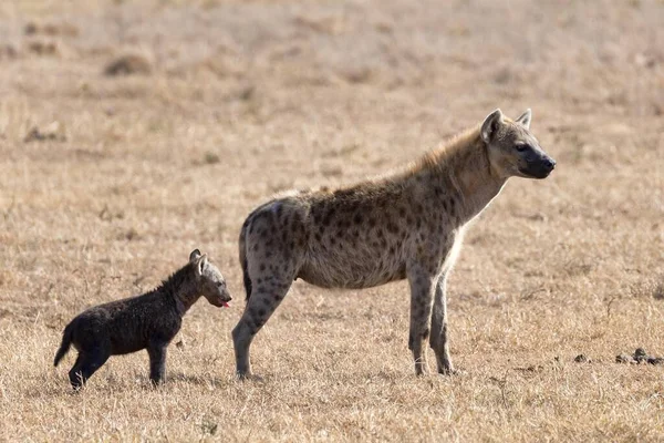 Hiena Manchada Rindo Crocuta Crocuta Com Filhotes Pejeta Conservancy Quênia — Fotografia de Stock