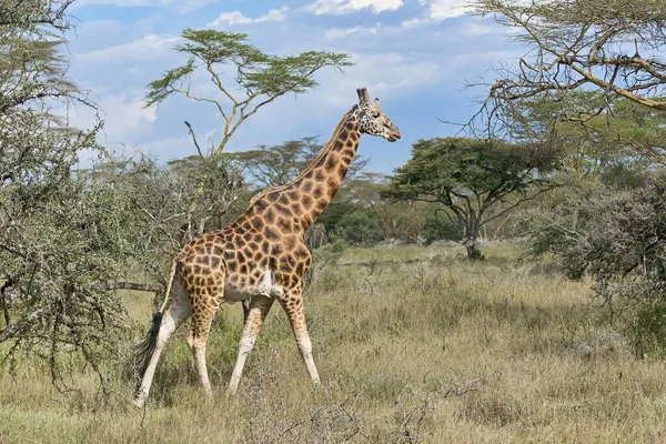 Rothschild Zsiráf Giraffa Camelopardalis Camelopardis Sétál Bushland Lake Nakuru Nemzeti — Stock Fotó