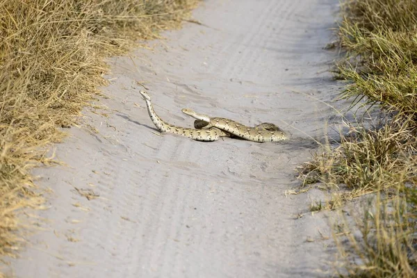 Két Puff Adders Bitis Arietans Párzás Egy Utat Közép Kalahári — Stock Fotó