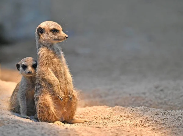 Meerkats Eller Surikater Suricata Suricatta Unga Veckor Kikar Ängsligt Bakom — Stockfoto