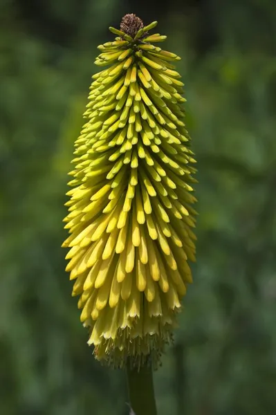 Torch Lily Kniphofia Uvaria Parc Floral Tropical Court Daron Saint — 스톡 사진