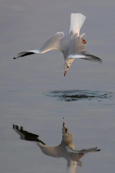 Goéland Tête Noire Larus Ridibundus Pêchant Proie Réflexion Schleswig Holstein — Photo