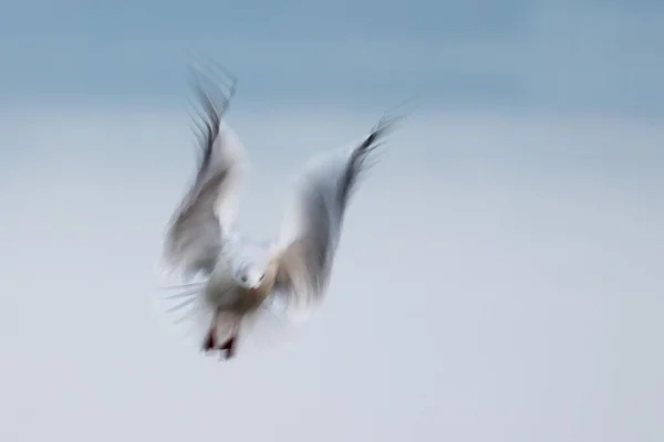 Μαυροκέφαλος Γλάρος Larus Ridibundus Πτήσει Θόλωση Κίνησης Schleswig Holstein Γερμανία — Φωτογραφία Αρχείου