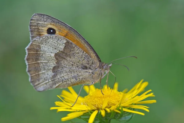 Great Meadow Brown Maniola Jurtina Burgenland Avusturya Avrupa — Stok fotoğraf