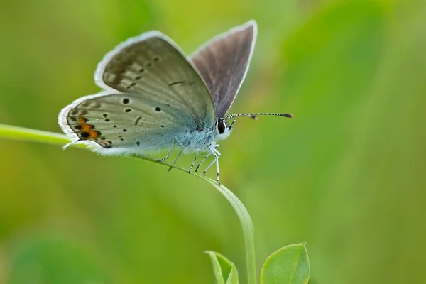 Papillon Bleu Queue Courte Cupido Argiades Burgenland Autriche Europe — Photo