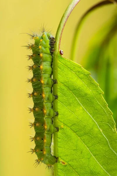 Emperor Moth Saturnia Pavonia Caterpillar Leaf Tyrol Austria Europe — Stock Photo, Image