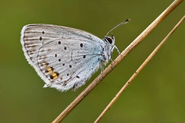 Μπλε Cupido Argiades Πεταλούδα Burgenland Αυστρία Ευρώπη — Φωτογραφία Αρχείου