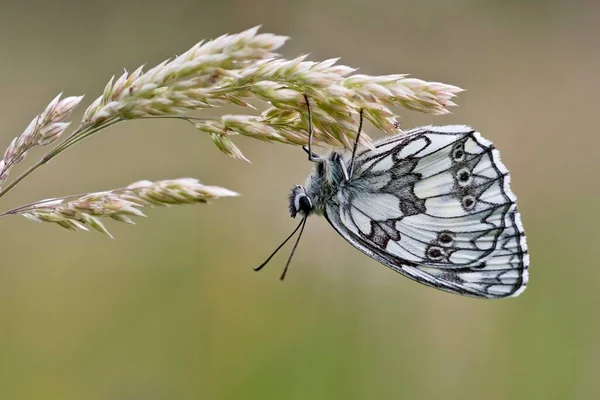 白纹蝴蝶 Melanargia Galathea 草地上 奥地利布尔根兰州 — 图库照片