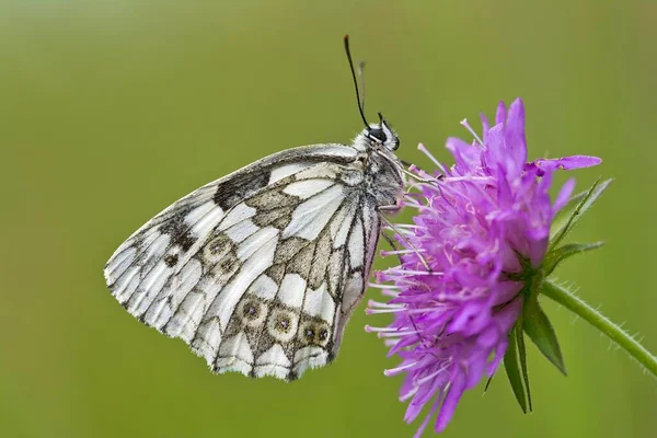 白纹蝴蝶 Melanargia Galathea 花朵上 奥地利伯根兰 — 图库照片