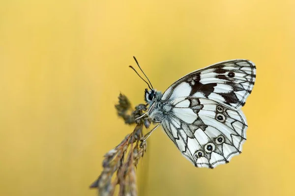 Marbled White Melanargia Galathea Butterfly Burgenland Austria Europe — Stock Photo, Image