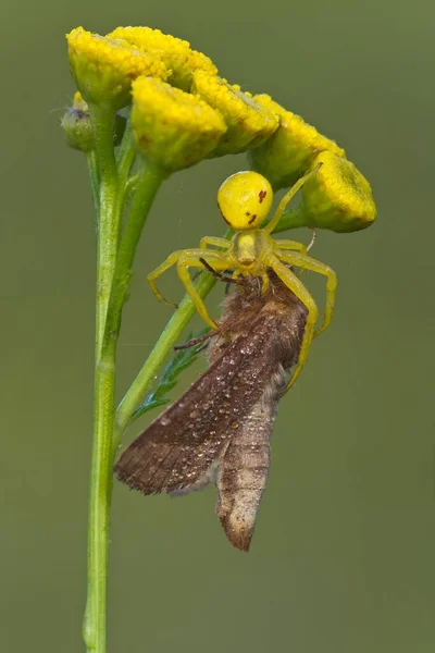 Araña Cangrejo Misumena Vatia Mariposa Con Presa Burgenland Austria Europa — Foto de Stock