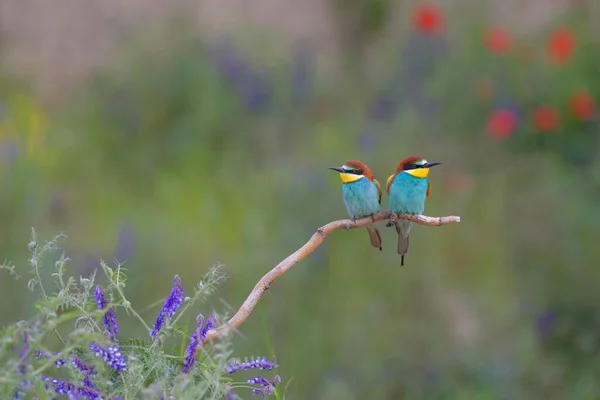 Apicultores Europeos Merops Apiaster Pareja Reproductora Encaramada Una Rama Prado —  Fotos de Stock