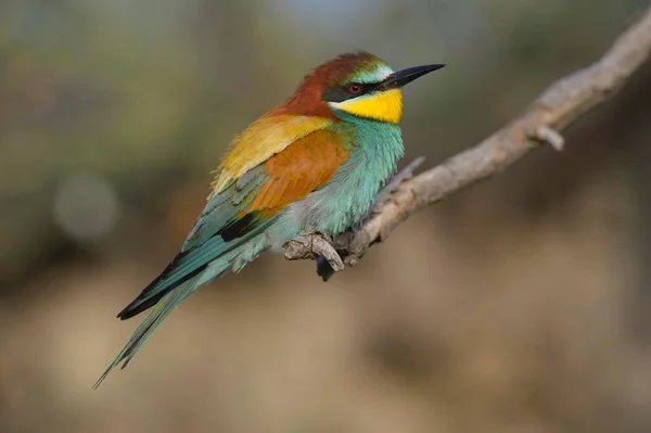 European Bee Eater Merops Apiaster Male Perched Branch Kiskunsg National — Stock Photo, Image