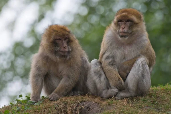 Barbary Macaques Macaca Sylvanus Captive North Rhine Westphalia Germany Europe — 图库照片