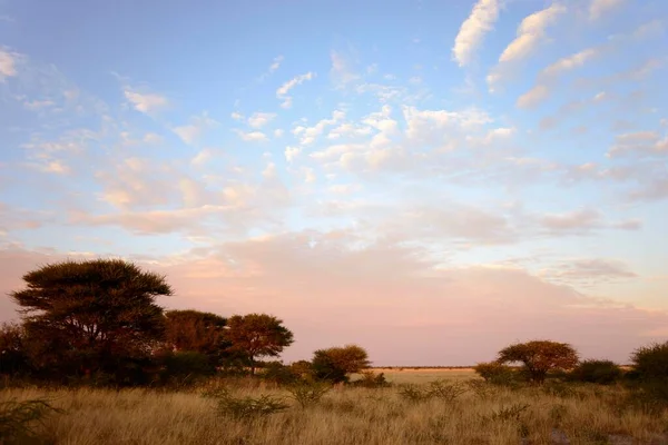 Reggel Egy Sztyeppén Deception Valley Közép Kalahári Game Reserve Botswana — Stock Fotó