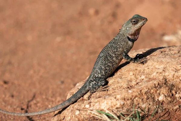 Oriental Garden Lizard Also Eastern Garden Lizard Changeable Lizard Calotes — Stock Photo, Image