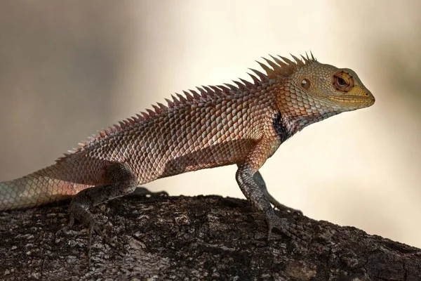 Lagarto Jardim Oriental Também Lagarto Jardim Oriental Lagarto Mutável Calotes — Fotografia de Stock