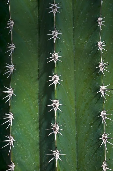 Hairbrush Cactus Pachycereus Pecten Aboriginum — Stock Photo, Image