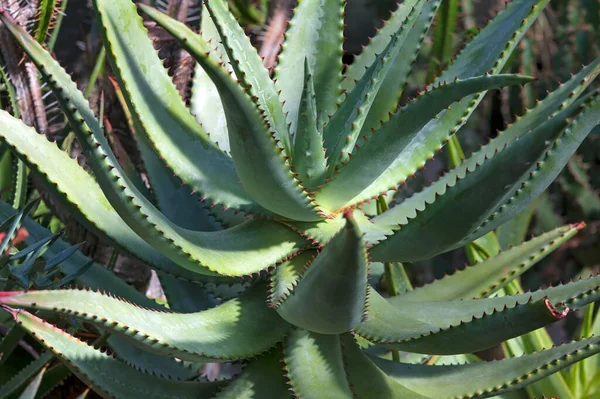 Aloe Aloe Castanea Primo Piano — Foto Stock