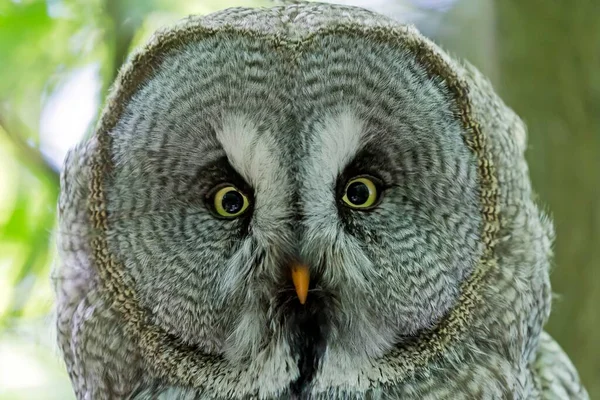 Hibou Gris Strix Nebulosa Portrait Captif Allemagne Europe — Photo